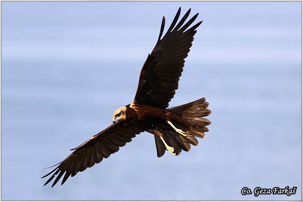 305_marsh_harrier.jpg - Marsh Harrier,  Circus aeruginosus, Eja moèvarica, Location - Mesto, Becej, Serbia