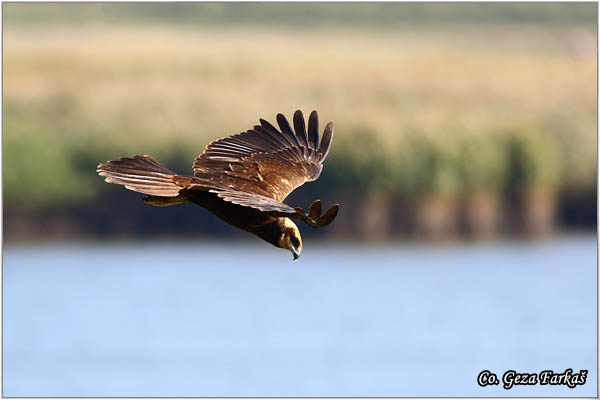 306_marsh_harrier.jpg - Marsh Harrier,  Circus aeruginosus, Eja moèvarica, Location - Mesto, Becej, Serbia