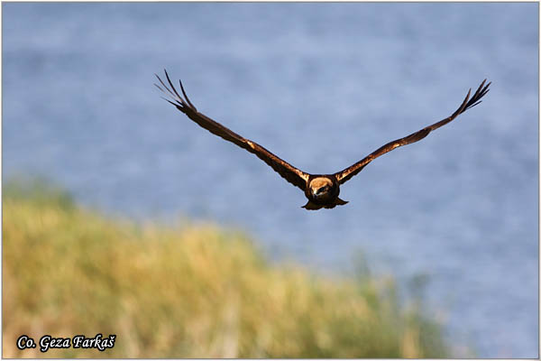 307_marsh_harrier.jpg - Marsh Harrier,  Circus aeruginosus, Eja moèvarica, Location - Mesto, Becej, Serbia