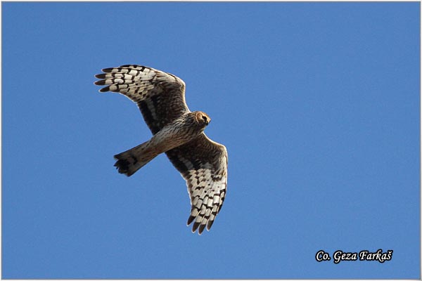 352_hen_harrier.jpg - Hen Harrier,  Circus cyaneus , Poljska eja, Location - Mesto, Rusanda, Serbia