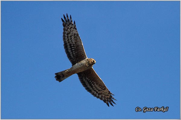 353_hen_harrier.jpg - Hen Harrier,  Circus cyaneus , Poljska eja, Location - Mesto, Rusanda, Serbia