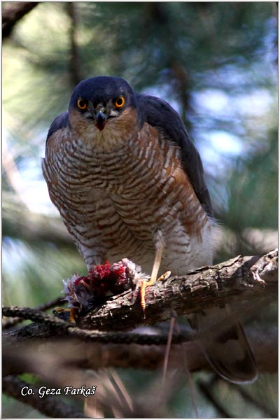 404_sparrowhawk.jpg - Sparrowhawk,  Accipiter nisus, Kobac, Location: Novi Sad, Serbia