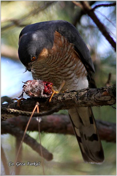 405_sparrowhawk.jpg - Sparrowhawk,  Accipiter nisus, Kobac, Location: Novi Sad, Serbia