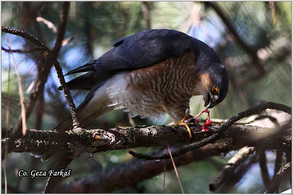 406_sparrowhawk.jpg - Sparrowhawk,  Accipiter nisus, Kobac, Location: Novi Sad, Serbia