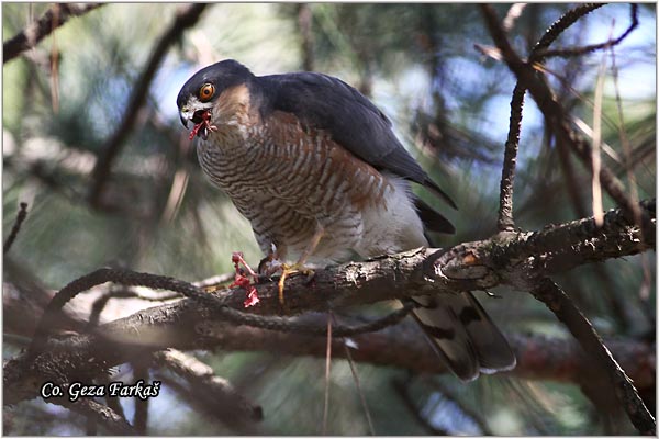 407_sparrowhawk.jpg - Sparrowhawk,  Accipiter nisus, Kobac, Location: Novi Sad, Serbia