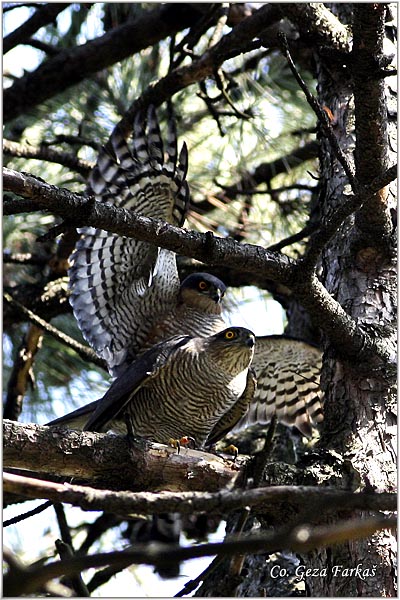 409_sparrowhawk.jpg - Sparrowhawk,  Accipiter nisus, Kobac, Location: Novi Sad, Serbia