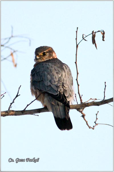 470_merlin.jpg - Merlin,  Falco columbarius, Mali soko, Location: Carska bara, Serbia