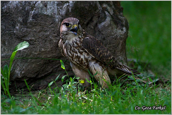 471_merlin.jpg - Merlin,  Falco columbarius, Mali soko, Location: Novi Sad, Serbia