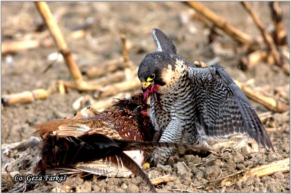 501_peregrine_falcon.jpg - Peregrine Falcon, Falco peregrinus