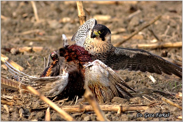 502_peregrine_falcon.jpg - Peregrine Falcon, Falco peregrinus