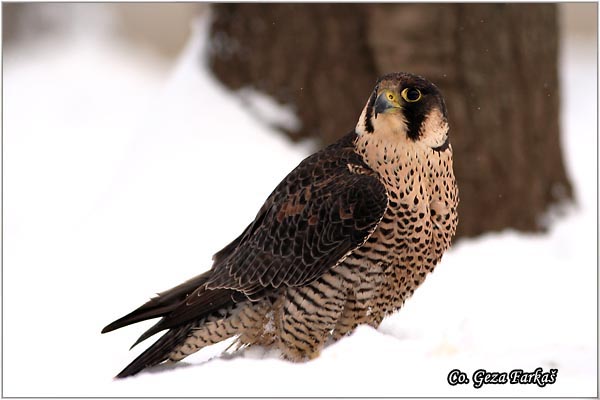 503_peregrine_falcon.jpg - Peregrine Falcon, Falco peregrinus, Mesto-Location: Novi Sad Serbia