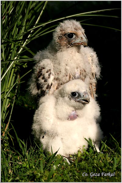 504_peregrine_falcon.jpg - Peregrine Falcon, Falco peregrinus