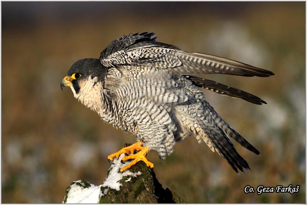 507_peregrine_falcon.jpg - Peregrine Falcon, Falco peregrinus, Sivi soko, Mesto-Location: Captured bird