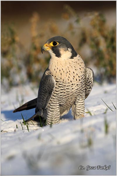 508_peregrine_falcon.jpg - Peregrine Falcon, Falco peregrinus, Sivi soko, Mesto-Location: Captured bird