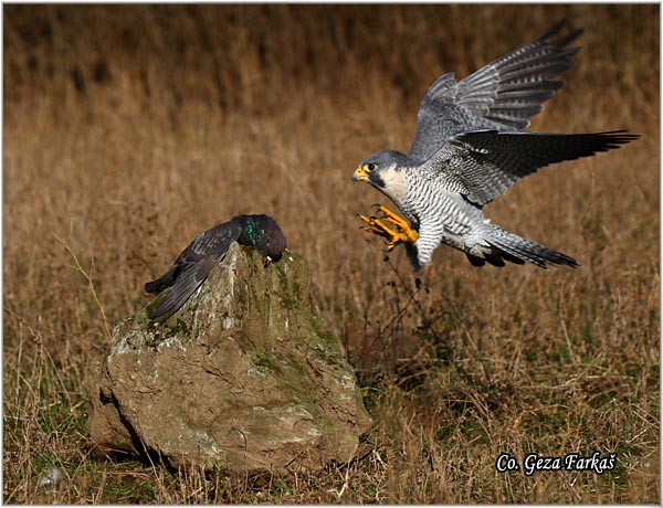 510_peregrine_falcon.jpg - Peregrine Falcon, Falco peregrinus, Sivi soko, Mesto-Location: Captured bird