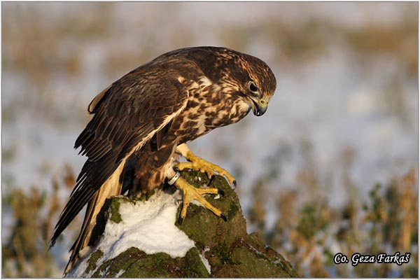 552_saker_falcon.jpg - Saker Falcon, Falco cherrug, Stepski soko, Mesto-Location: Captured bird