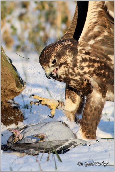 555_saker_falcon.jpg - Saker Falcon, Falco cherrug, Stepski soko, Mesto-Location: Captured bird