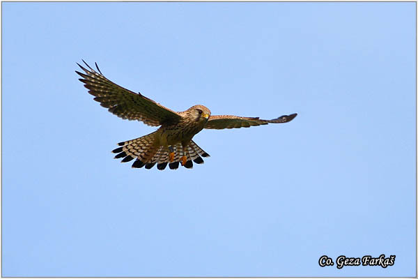 606_kestrel.jpg - Kestrel,  Falco tinnunculus, VetruÅ¡ka, Mesto - Location: Rusanda, Serbia