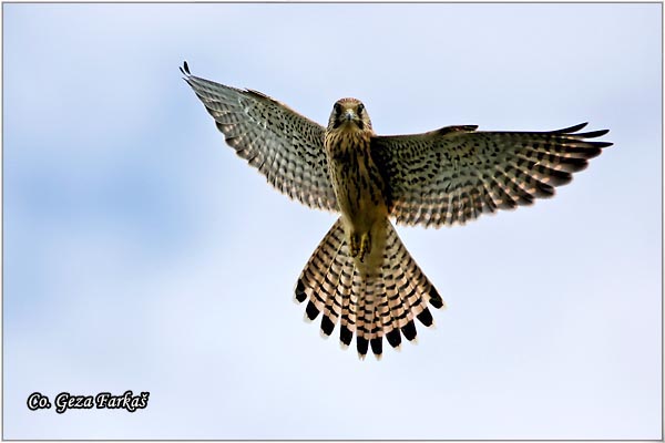 607_kestrel.jpg - Kestrel,  Falco tinnunculus, Vetruka, Mesto - Location: Jegricka, Serbia