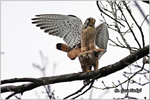 608_kestrel.jpg - Kestrel,  Falco tinnunculus, Vetruka, Mesto - Location: Rusanda, Serbia