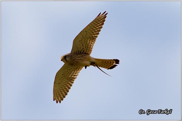 609_kestrel.jpg - Kestrel,  Falco tinnunculus, Vetruka, Mesto - Location: Jegricka, Serbia