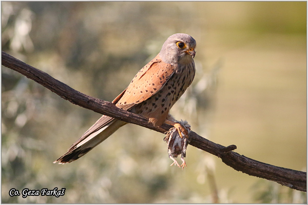 610_kestrel.jpg - Kestrel,  Falco tinnunculus, Vetruka, Mesto - Location: Subotica, Serbia