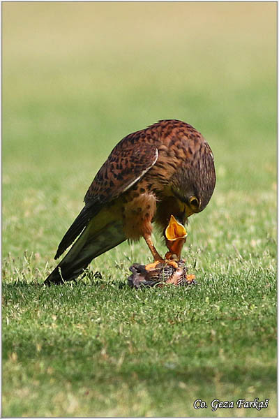 630_kestrel.jpg - Kestrel,  Falco tinnunculus canariensis, Kanarska vetruka, Mesto - Location: Gran Canaria, Spain