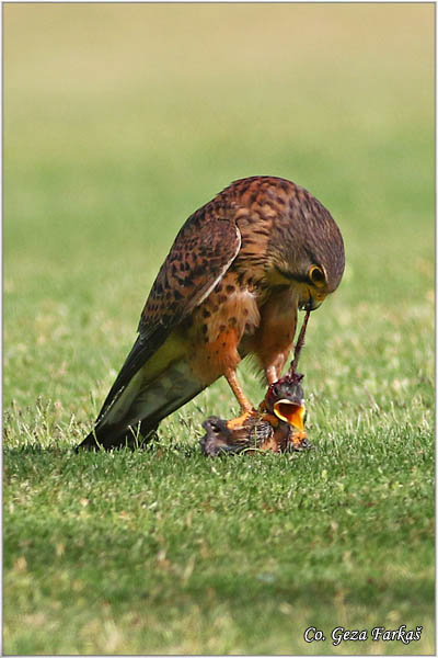 631_kestrel.jpg - Kestrel,  Falco tinnunculus canariensis, Kanarska vetruka, Mesto - Location: Gran Canaria, Spain