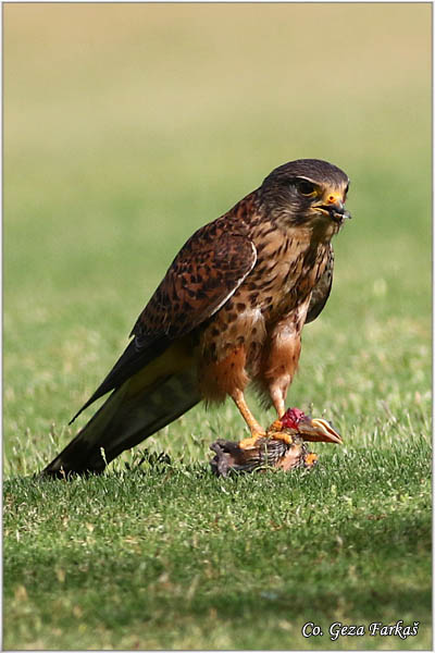 632_kestrel.jpg - Kestrel,  Falco tinnunculus canariensis, Kanarska vetruka, Mesto - Location: Gran Canaria, Spain