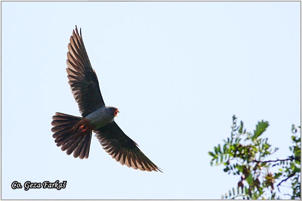 651_red-footed_falcon.jpg - Red-footed Falcon, Falco vespertinus, Siva vetruska, Location: Rusanda, Serbia