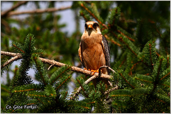 656_red-footed_falcon.jpg - Red-footed Falcon, Falco vespertinus, Siva vetruka, Location Elemir, Serbia