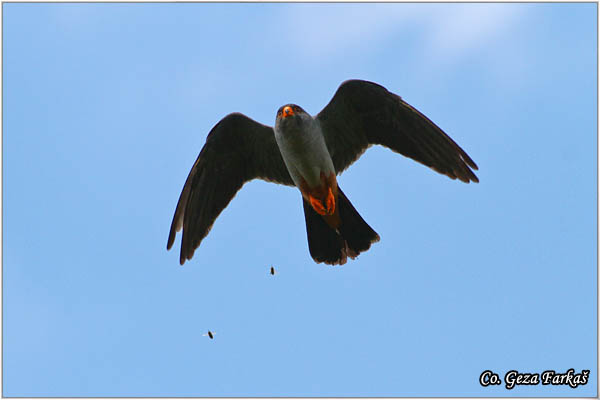 658_red-footed_falcon.jpg - Red-footed Falcon, Falco vespertinus, Siva vetruka, Location Elemir, Serbia