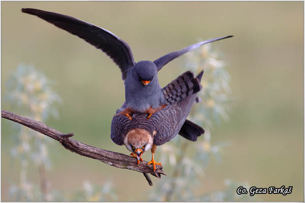 659_red-footed_falcon.jpg - Red-footed Falcon, Falco vespertinus, Siva vetruka, Location: Mali pesak Subotica, Serbia