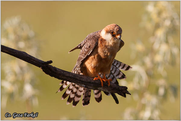 661_red-footed_falcon.jpg - Red-footed Falcon, Falco vespertinus, Siva vetruka, Location: Mali pesak Subotica, Serbia