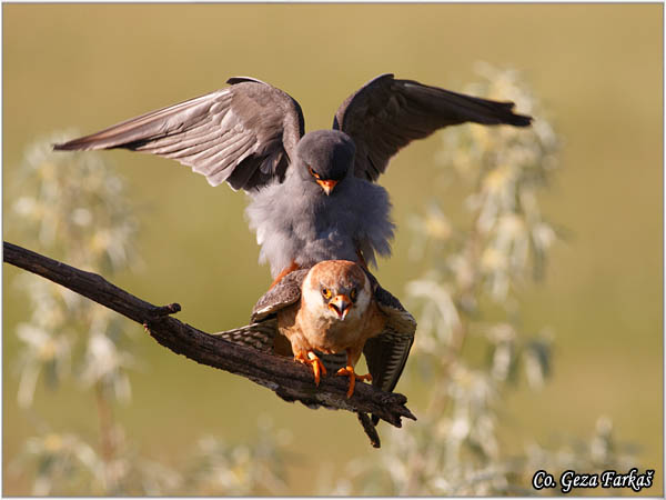 662_red-footed_falcon.jpg - Red-footed Falcon, Falco vespertinus, Siva vetruka, Location: Mali pesak Subotica, Serbia