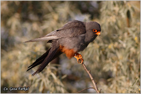663_red-footed_falcon.jpg - Red-footed Falcon, Falco vespertinus, Siva vetruka, Location: Mali pesak Subotica, Serbia