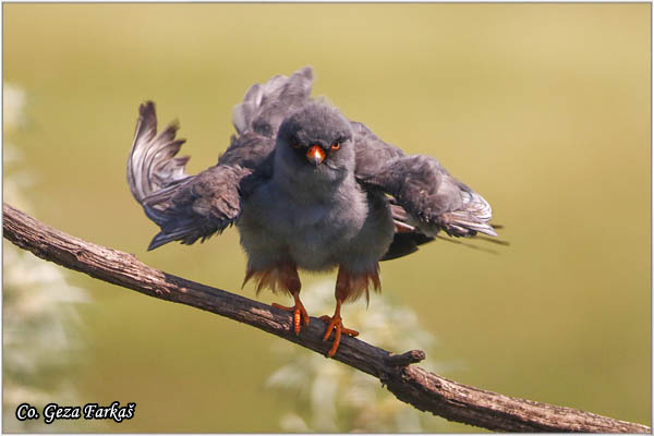 664_red-footed_falcon.jpg - Red-footed Falcon, Falco vespertinus, Siva vetruka, Location: Mali pesak Subotica, Serbia