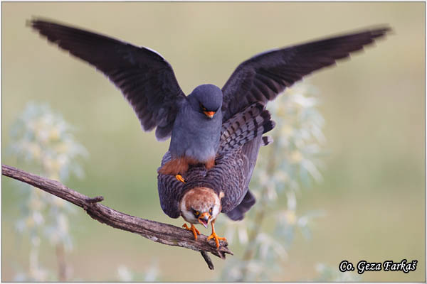 667_red-footed_falcon.jpg - Red-footed Falcon, Falco vespertinus, Siva vetruka, Location: Mali pesak Subotica, Serbia