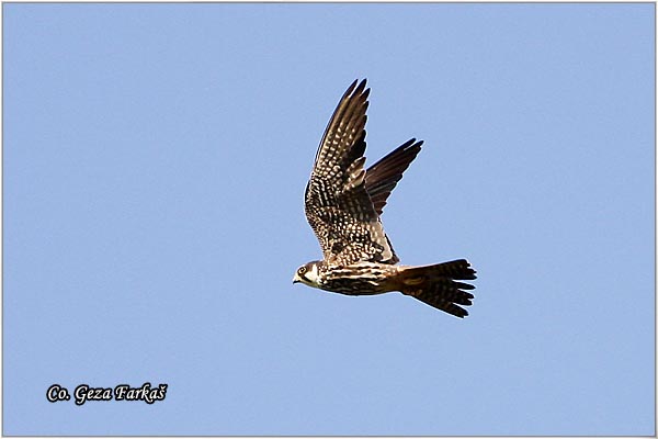 700_hobby.jpg - Hobby, Falco subbuteo, Lastavicar, Location: Titelski breg, Serbia