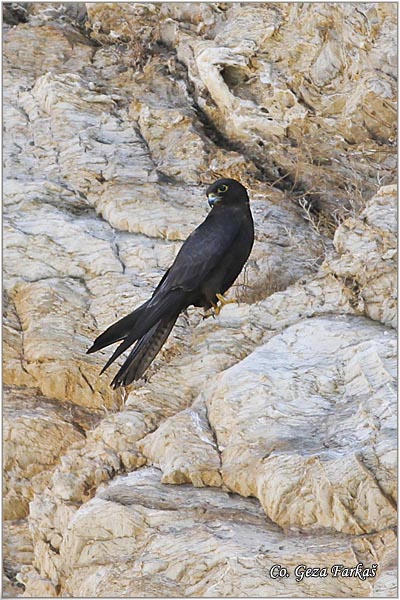 759_eleonoras_falcon.jpg - Eleonora's Falcon, Falco elenorae, Location: Skhiatos, Greece