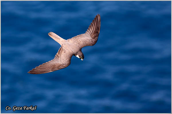 760_eleonoras_falcon.jpg - Eleonora's Falcon, Falco elenorae, Location: Skhiatos, Greece