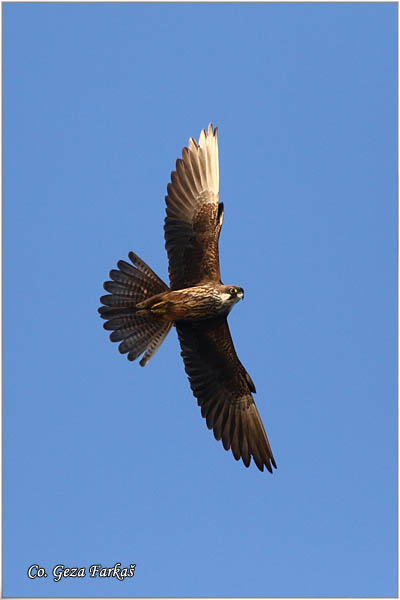 762_eleonoras_falcon.jpg - Eleonora's Falcon, Falco elenorae, Location: Skhiatos, Greece