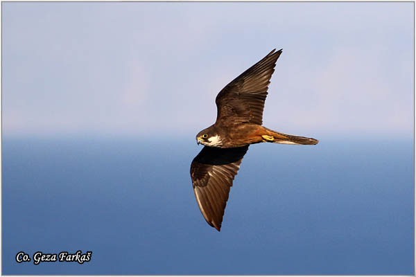 763_eleonoras_falcon.jpg - Eleonora's Falcon, Falco elenorae, Location: Skhiatos, Greece