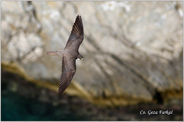 764_eleonoras_falcon.jpg - Eleonora's Falcon, Falco elenorae, Location: Skhiatos, Greece