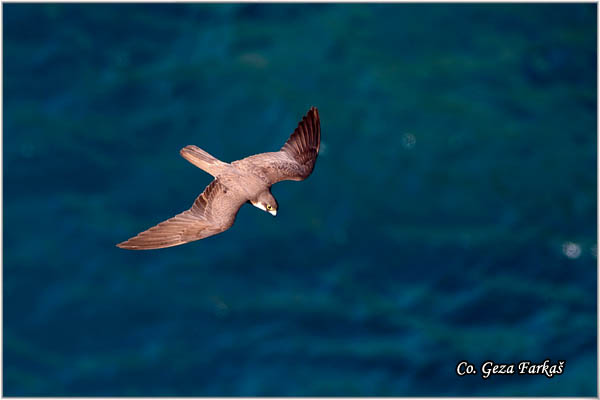 765_eleonoras_falcon.jpg - Eleonora's Falcon, Falco elenorae, Location: Skhiatos, Greece