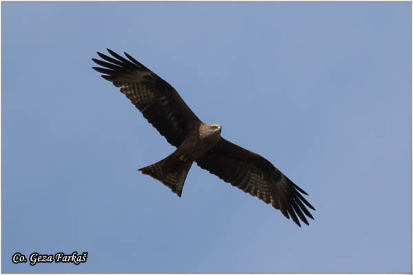 800_black_kite.jpg - Black kite,  Milvus migrans, Crna lunja, Mesto - Location: Gornje podunavlje, Serbia