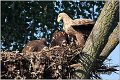 058_white-tailed_eagle