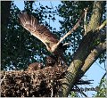 071_white-tailed_eagle