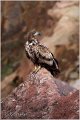 072_white-tailed_eagle