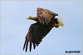 074_white-tailed_eagle